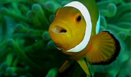Anemone-Fish-2