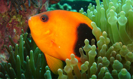 Anemone-Fish