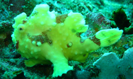 Frog-Fish