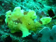 Frog Fish.189