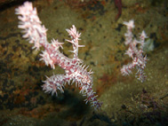 Ghost Pipe Fish 3.189