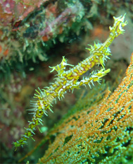 Ghost Pipe Fish 4.189