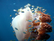 Jellyfish-1-h142