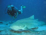 Leopard Shark 1.189 Leopard Shark 1.189