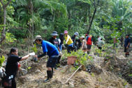 Mangrove-1