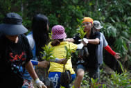 Mangrove-2