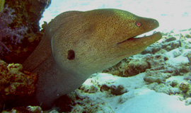 Moray