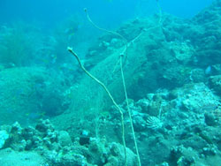 Ran_Ped-rubbish-1w250