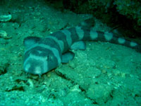 Shark-release14Aug09-5