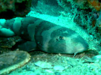 Shark-release14Aug09-6