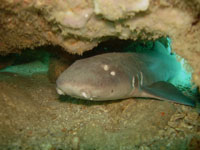 Shark-release14Aug09-8