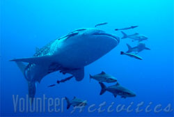Whale shark on site